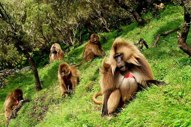 Cover image for: Rare Gelada Monkeys are found in the Ethiopian highlands.