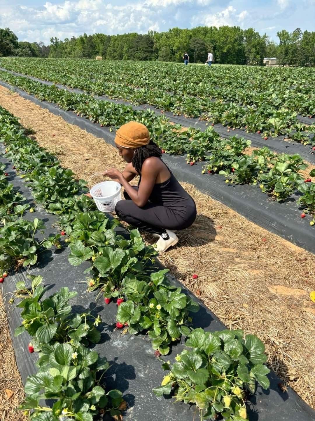 Cover image for: The Green Goldmine: Why African Agribusiness Is the Frontier for Financial Sovereignty