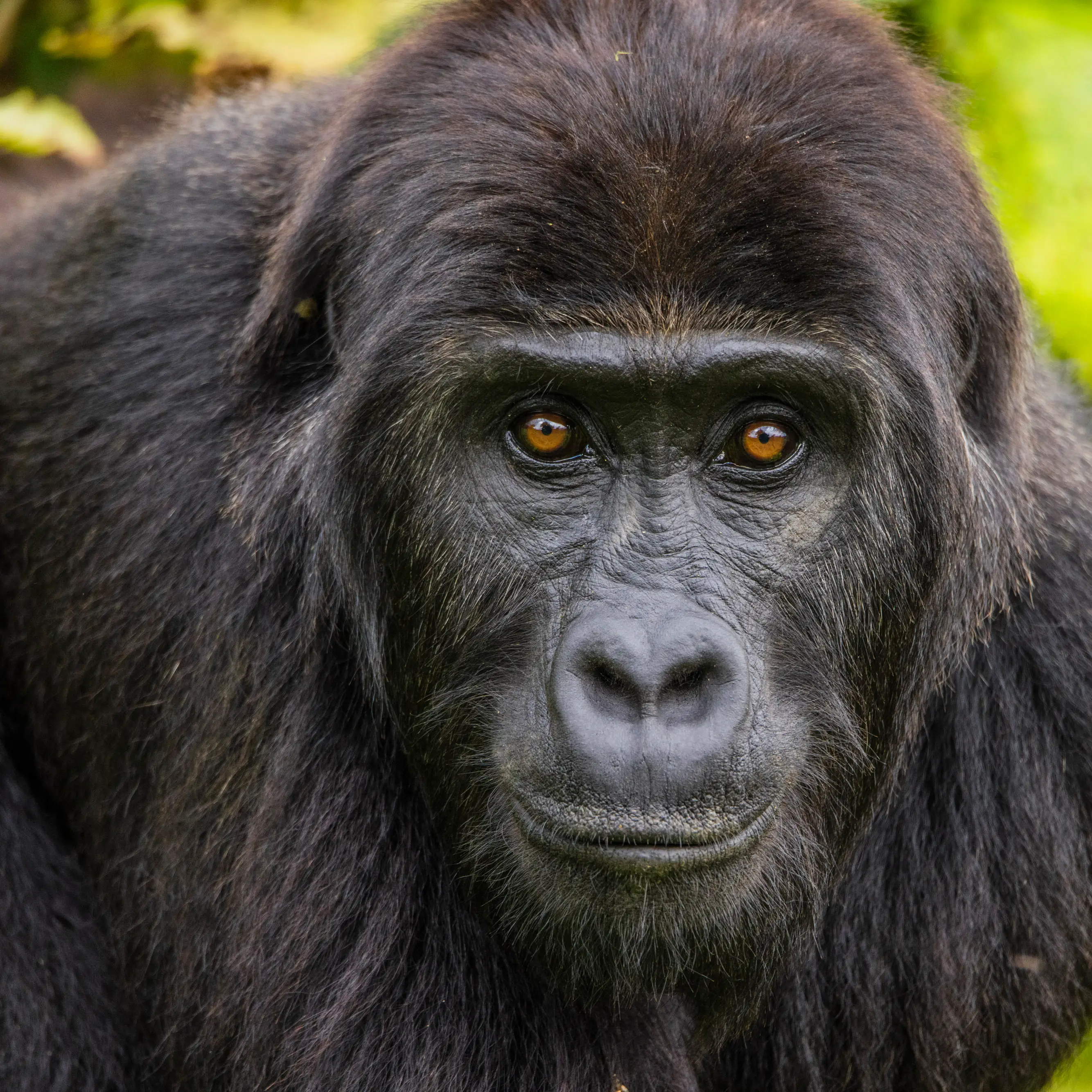 Cover image for: Bwindi Isn't For Everyone. That’s Why It Converts..