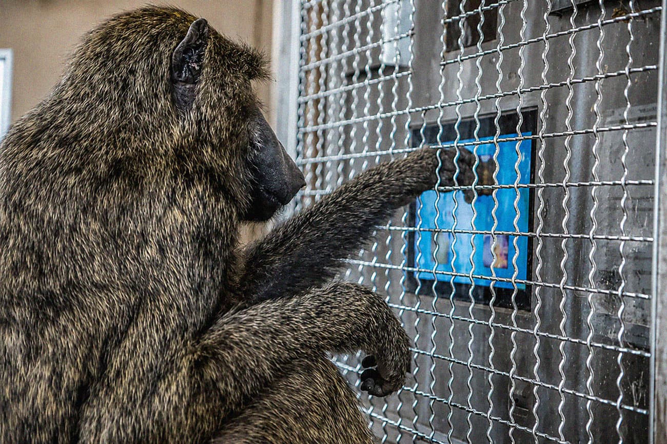 Cover image for: Monkeys Understand Shapes in Almost the Same Way as Humans Beings
